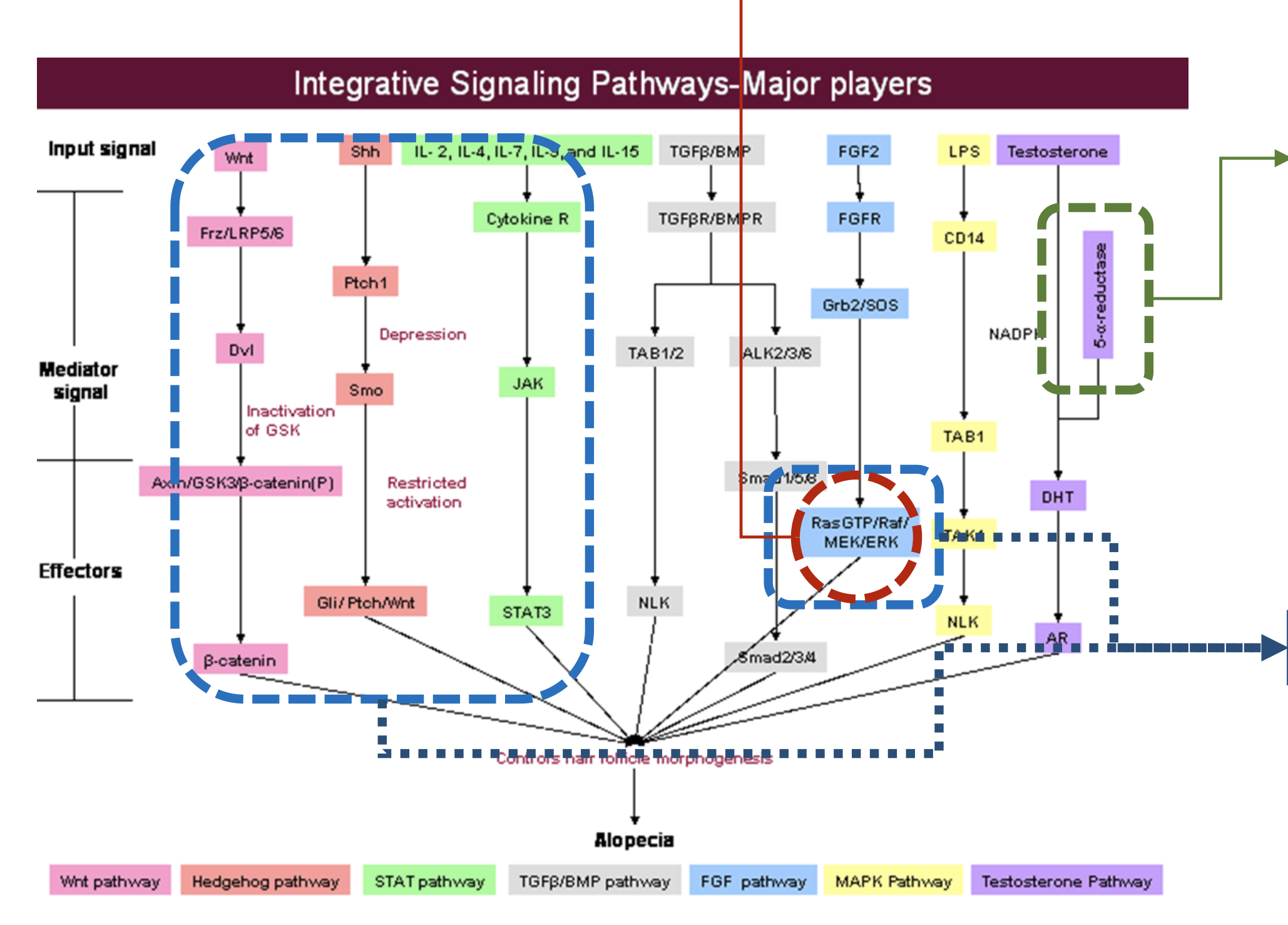 탈모 기전 설명